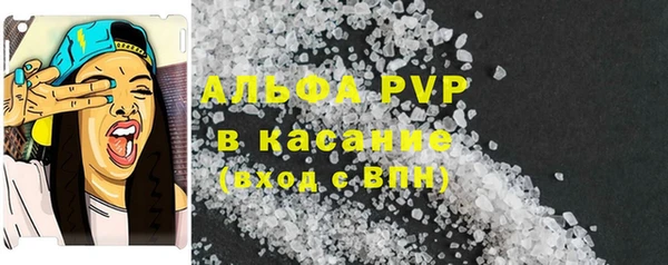 сатива Новозыбков